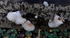 Crepidotus nephrodes