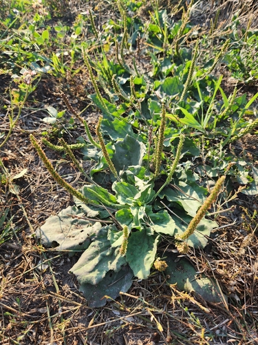 greater plantain