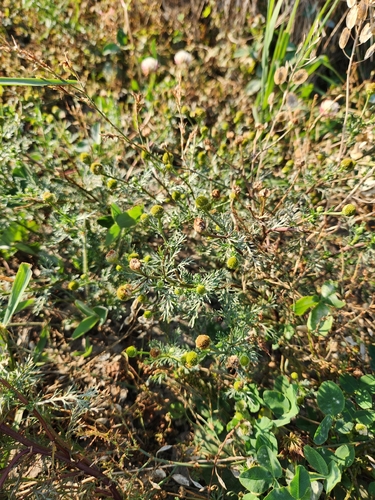 pineapple-weed