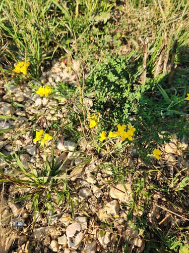 bird's-foot trefoil