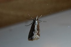 Eudonia steropaea