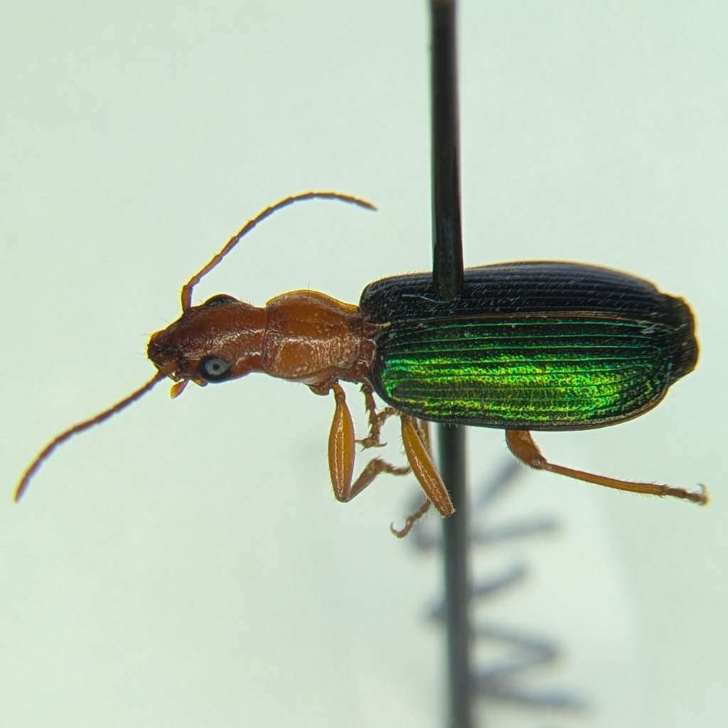Tecnophilus croceicollis