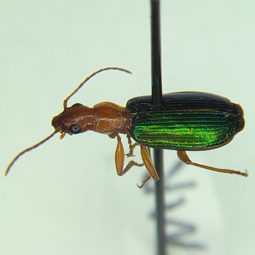 Tecnophilus croceicollis