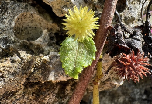 Triumfetta procumbens observed 2026-08-26
