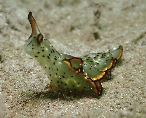 Elysia marginata, 2025-12-14