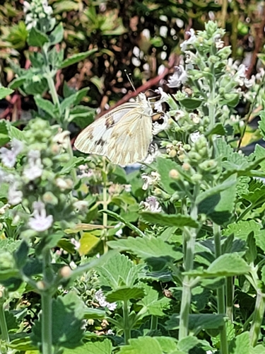 Checkered White