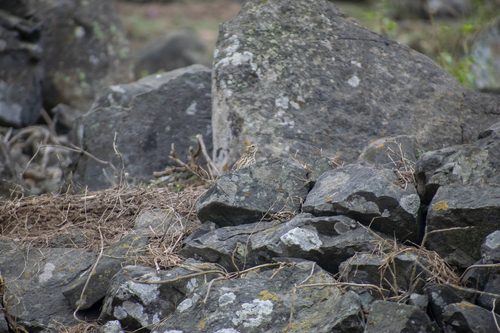 Peruvian Pipit (Anthus peruvianus), photo 5