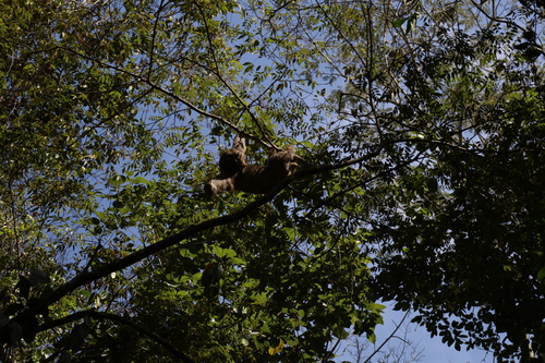 Northern Atlantic Forest Three-toed Sloth