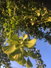 Ginkgo biloba