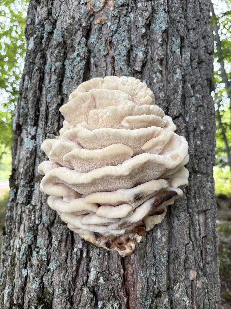 Northern Tooth · August 2026 · photo: Photo: (c) kedgehog, some rights reserved (CC BY) · iNaturalist