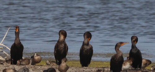 Double-crested Cormorant