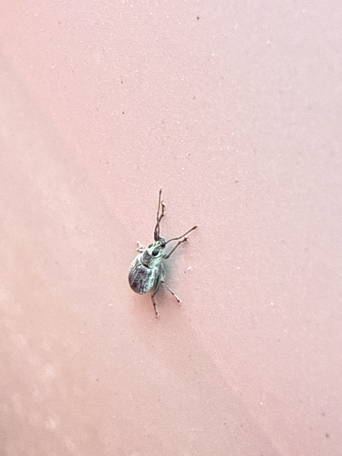 Asian Oak Weevil