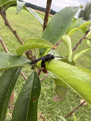 Two-spotted Scoliid Wasp