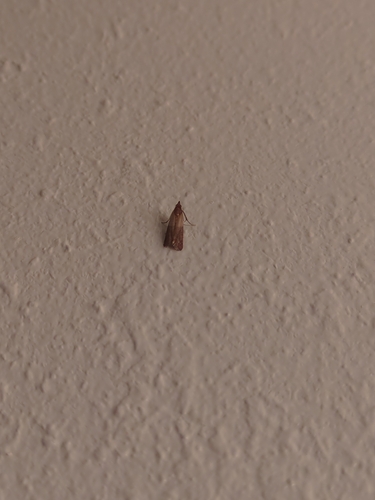 Indian-Meal Moth