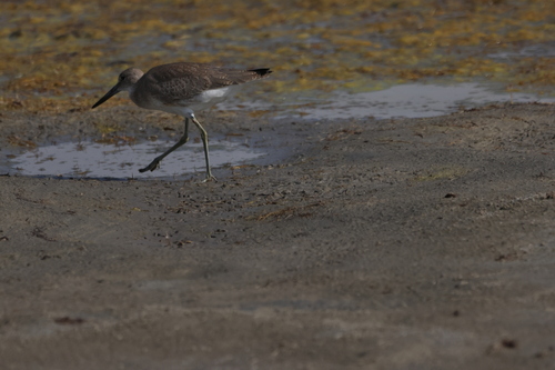Willet