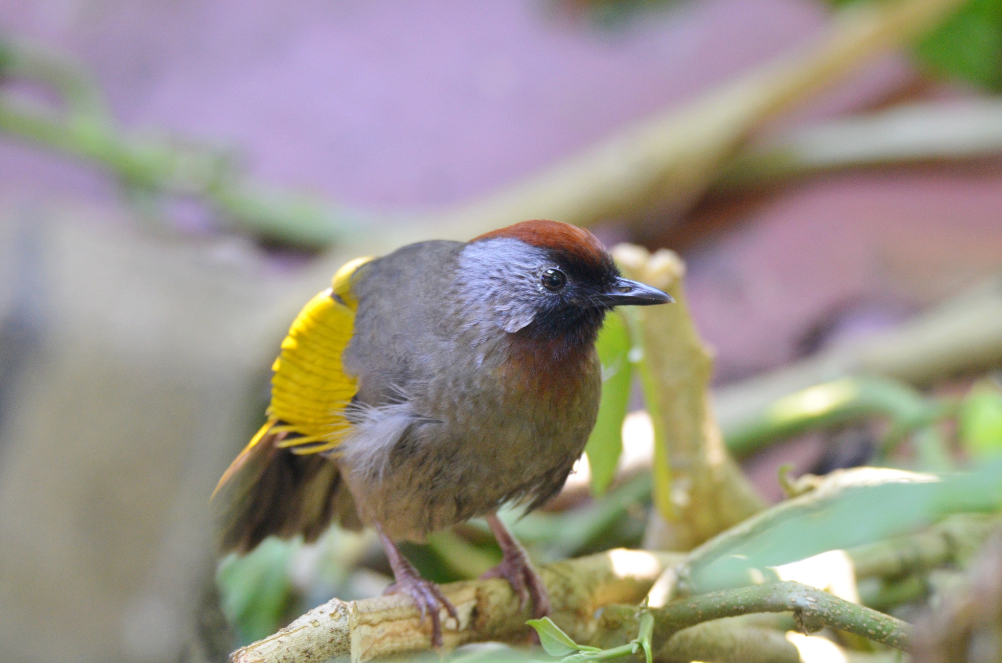 Silver-eared Laughingthrush