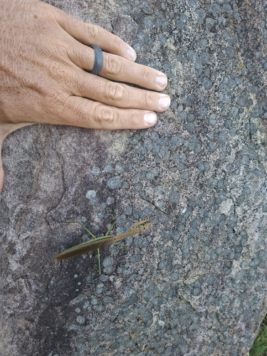 Chinese Mantis