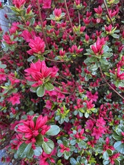Rhododendron simsii