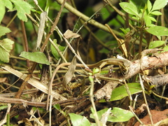 Takydromus stejnegeri