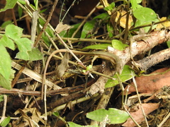 Takydromus stejnegeri