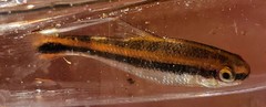 Notropis chalybaeus