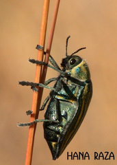 Julodis