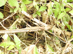 Takydromus stejnegeri