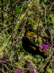 Cacicus chrysonotus