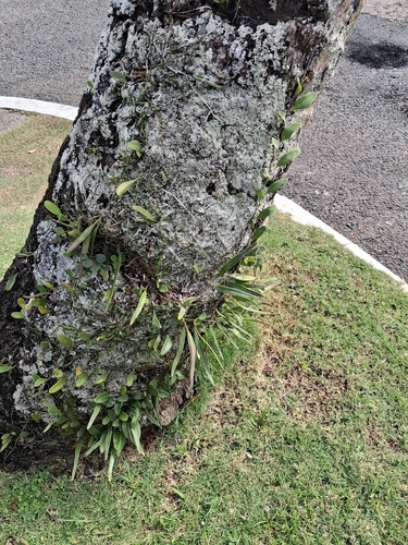 Lanceleaf Tongue Fern