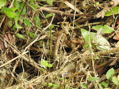 Takydromus stejnegeri