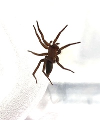 Scotophaeus blackwalli