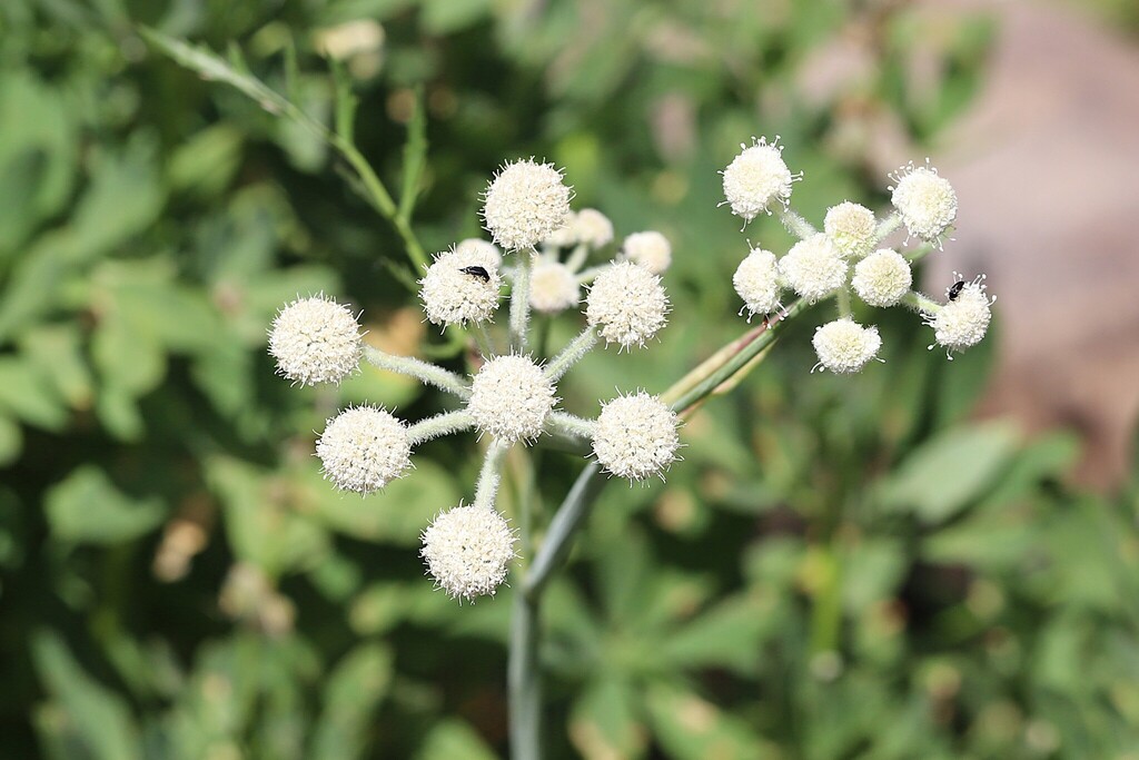 Angelica capitellata; photograph author not stated, no rights reserved