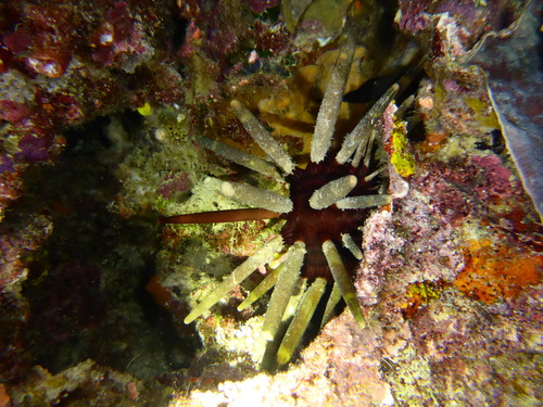 Phyllacanthus imperialis observed 2026-08-08