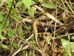 Takydromus stejnegeri