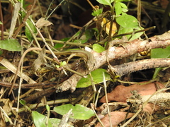 Takydromus stejnegeri