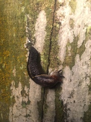 Prophysaon foliolatum