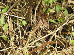 Takydromus stejnegeri