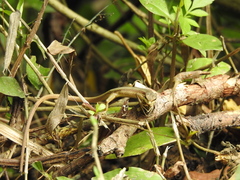 Takydromus stejnegeri
