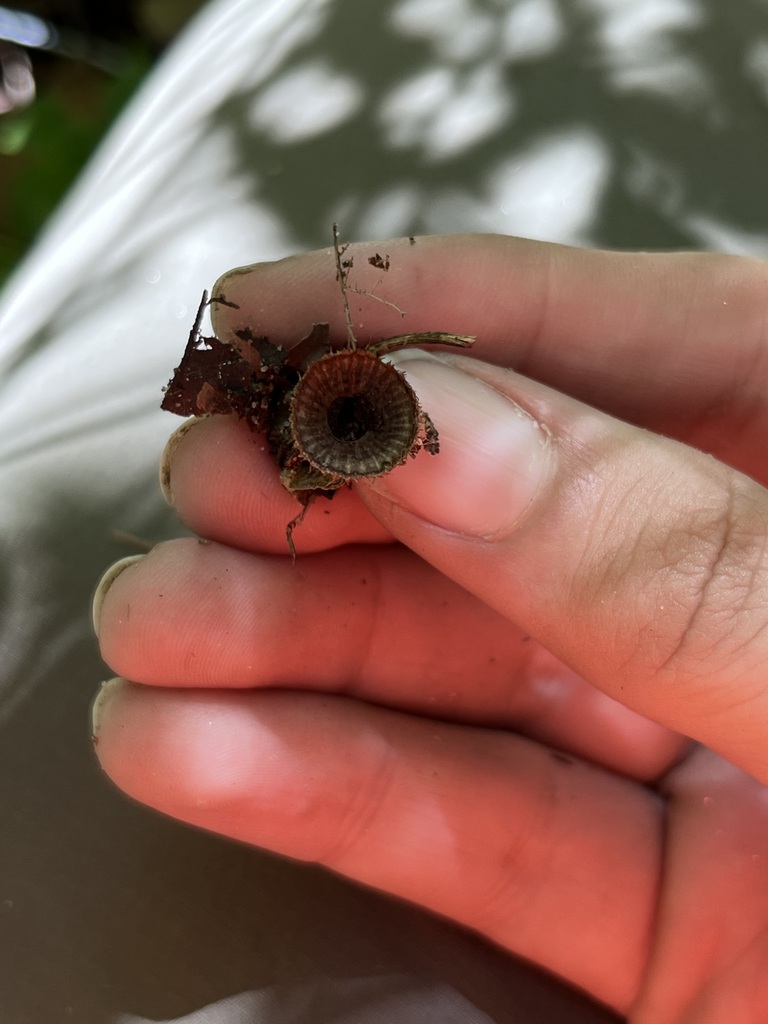 fluted bird's nest fungus · August 2026 · photo: Photo: (c) Mila C., some rights reserved (CC BY) · iNaturalist