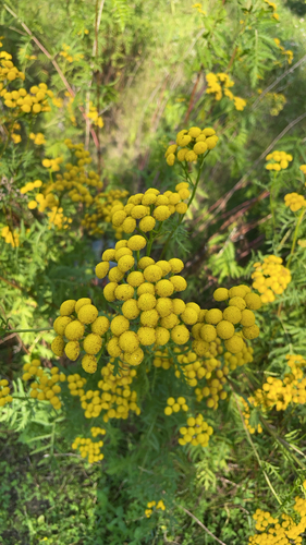tansy