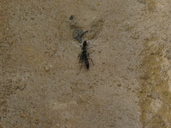 Pachycondyla crassinoda