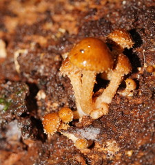 Pholiota squarrosipes