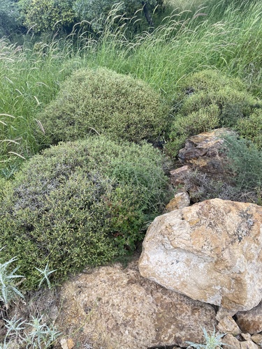 Sarcopoterium spinosum, photograph 4