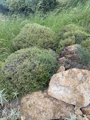 author not stated, no rights reserved Sarcopoterium spinosum, photograph author not stated, no rights reserved