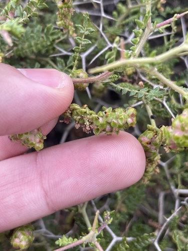 Sarcopoterium spinosum, photograph 5