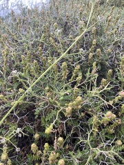 Sarcopoterium spinosum, photograph author not stated, no rights reserved