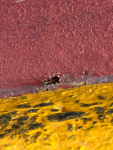 Carolina Metallic Tiger Beetle