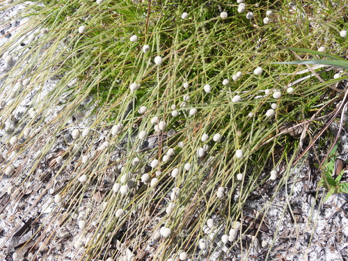 Paepalanthus beyrichianus, photograph 4