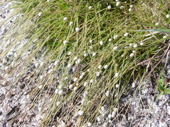 Paepalanthus beyrichianus, photograph geosesarma, CC BY, iNaturalist via GBIF