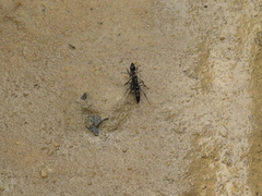 Pachycondyla crassinoda